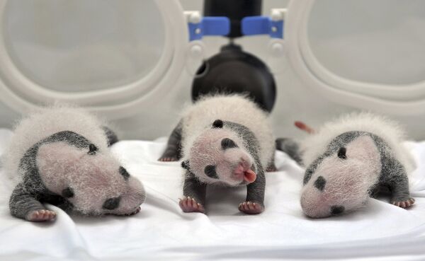 Новорожденные панды в Гуанчжоу