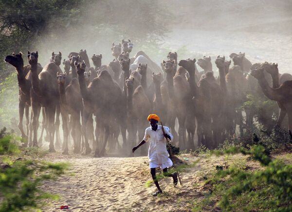Пастух верблюдов в индийском штате Раджастан