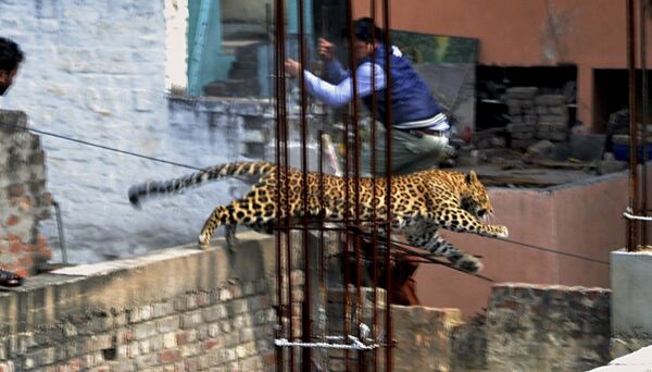 Леопард в индийском городе Мератх