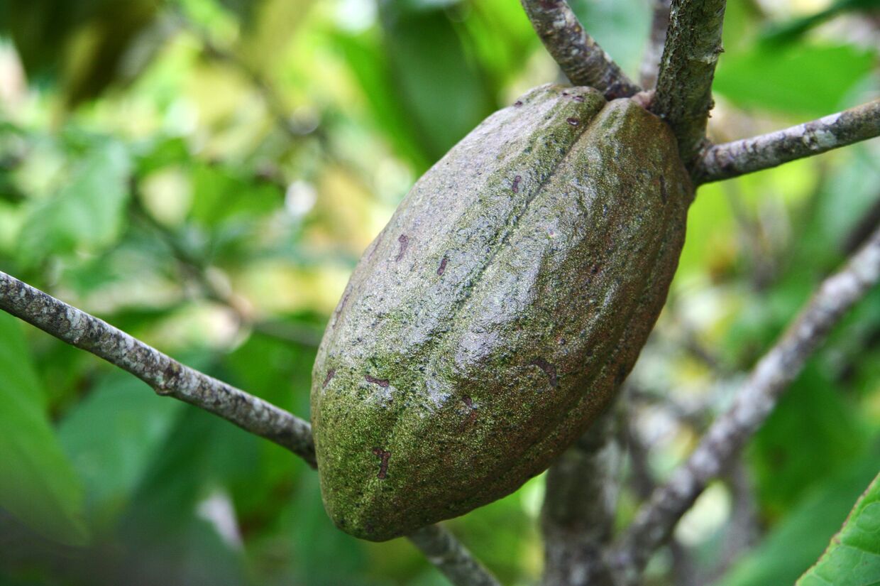 На плантации какао в Доминикане