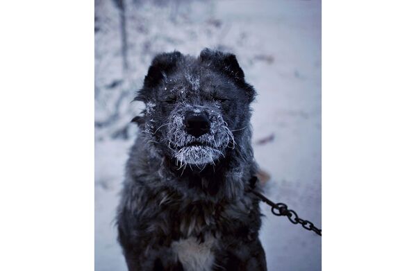 Сторожевой пес на окраине Якутска