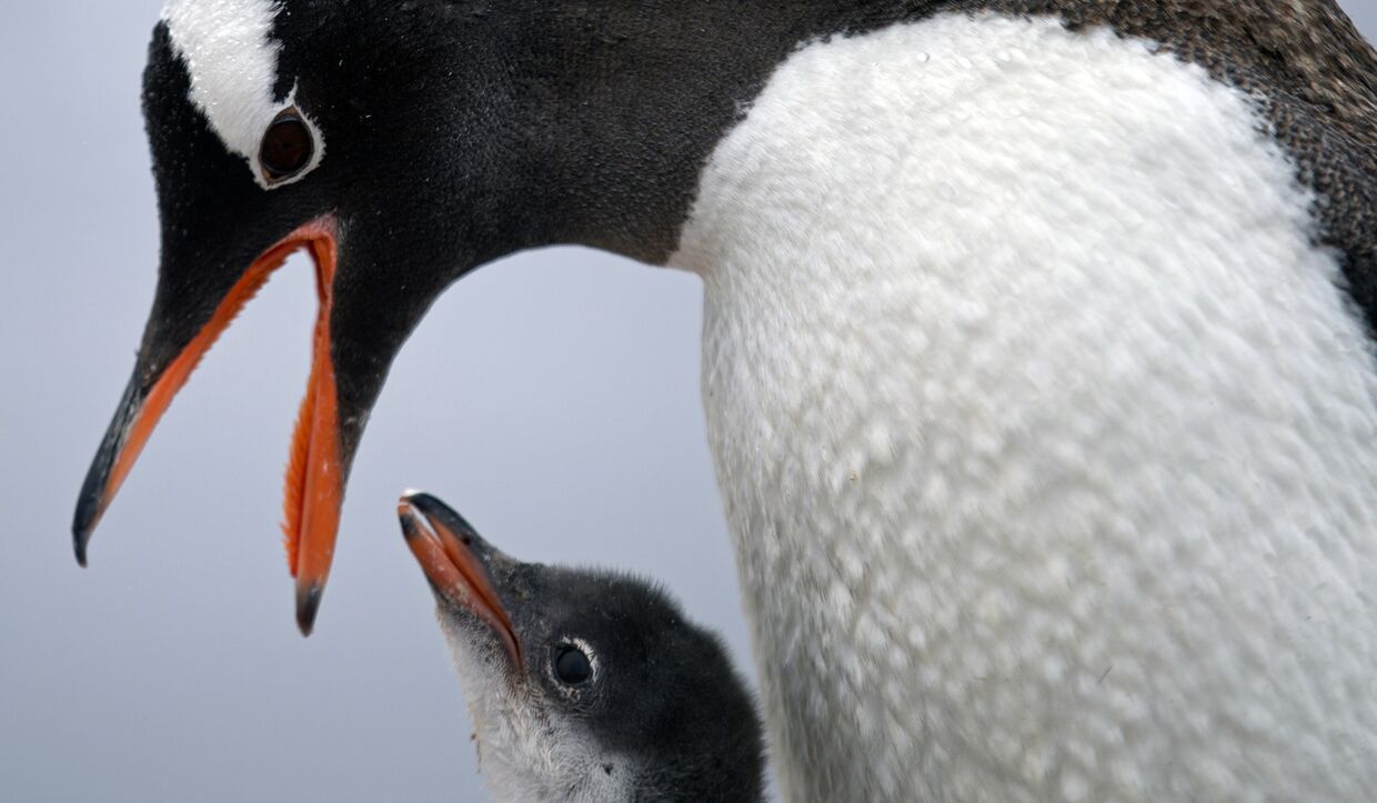 Папуанский пингвин кормит детеныша рядом с базой «Бернардо О'Хиггинс»