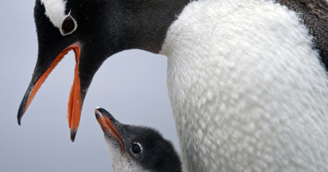 Папуанский пингвин кормит детеныша рядом с базой «Бернардо О'Хиггинс»