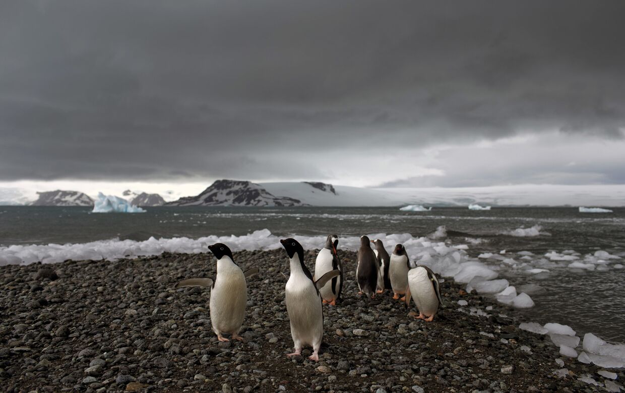 Пингвины на одном из островов архипелага Южные Шетландские острова