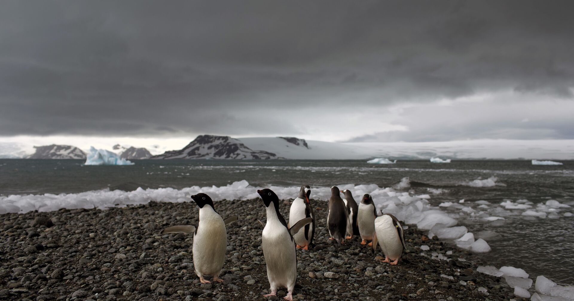 Пингвины на одном из островов архипелага Южные Шетландские острова - ИноСМИ, 1920, 24.11.2020