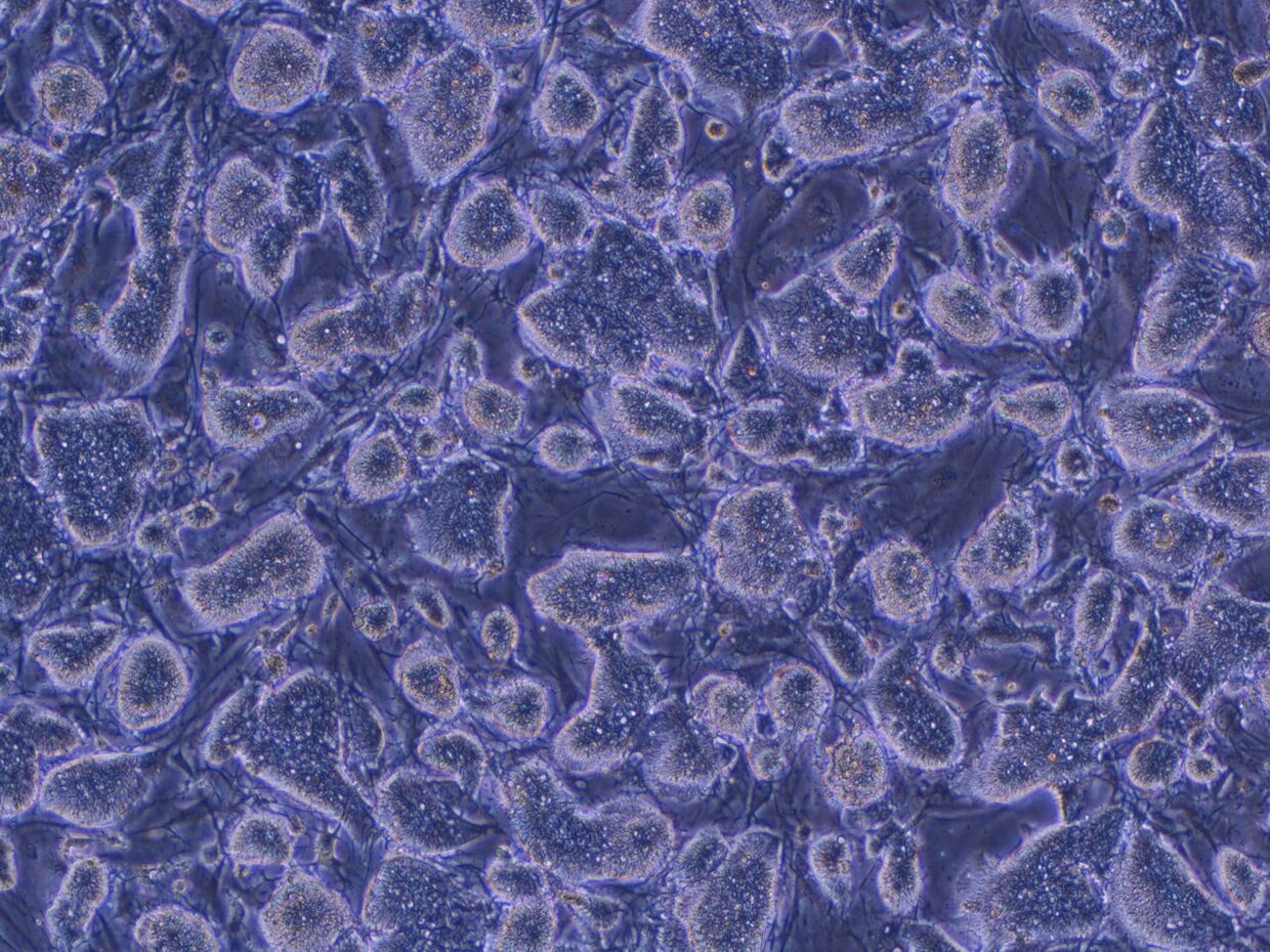 Стволовые клетки мышей