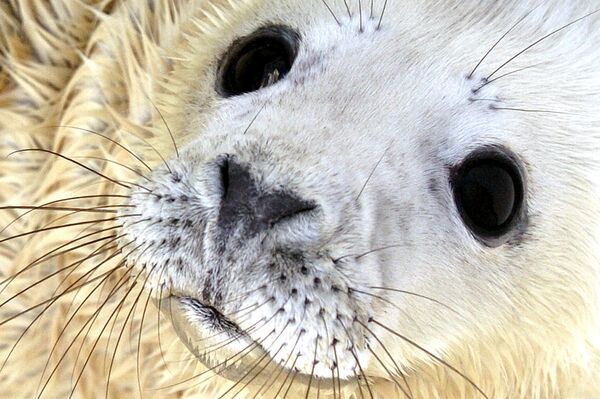Детеныш серого тюленя, родившийся в Морском музее Биаррица, Франция