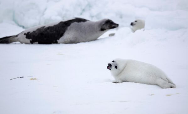 Тюлени на льду в Белом море, Архангельская область, Россия