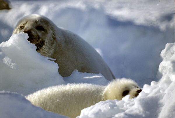 Гренландский тюлень и его детеныш, белек