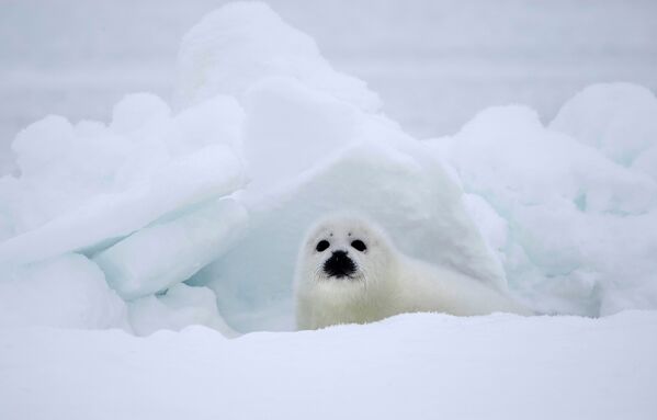 Детеныш тюленя на льду в Белом море, Архангельская область