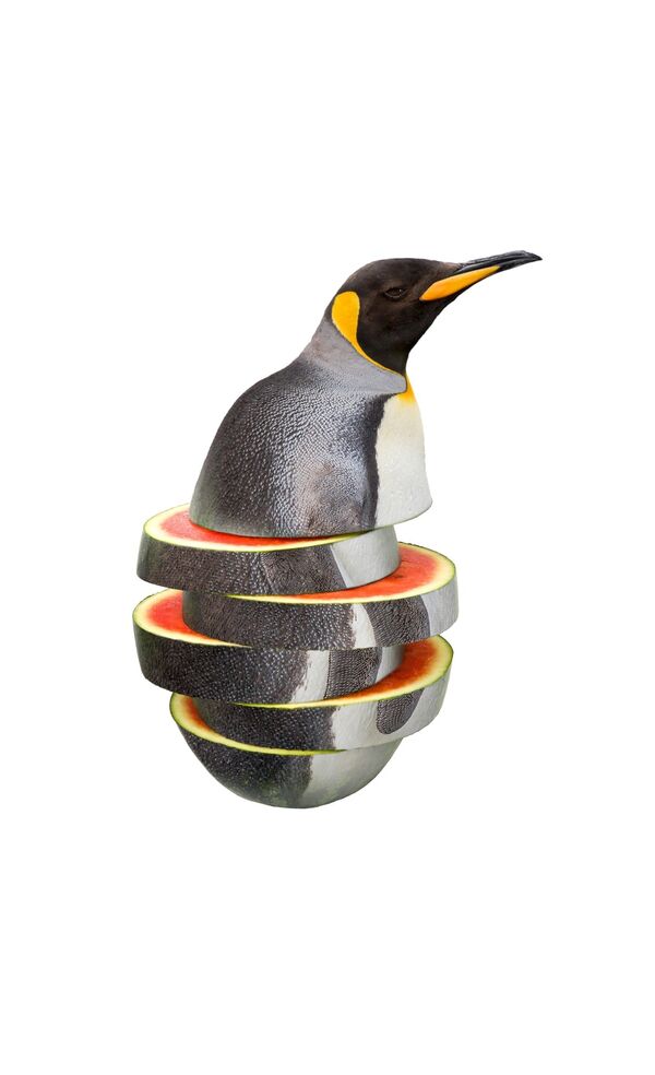 Пища для размышлений: пингвинорбуз