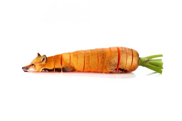 Пища для размышлений: морковь-лиса