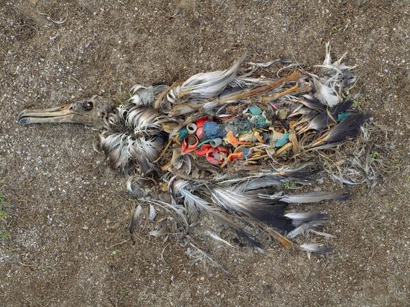 Мертвая птица на атолле Мидуэй