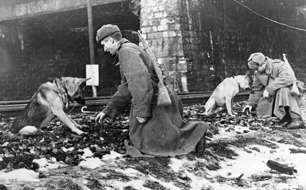 Советские саперы ищут с помощью собак мины на железнодорожном полотне в Будапеште