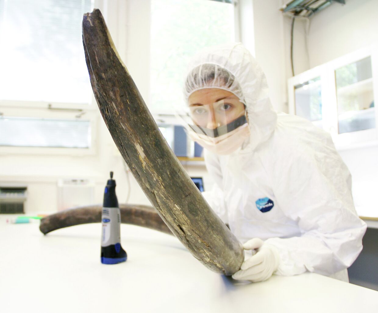 Одна из авторов статьи извлекает ДНК мамонта из костей