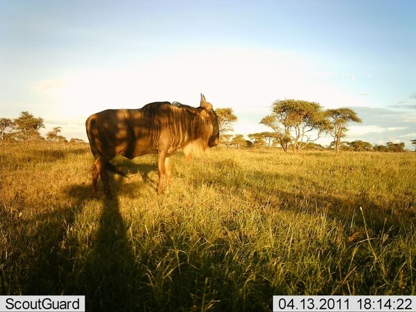 Селфи животных в проекте Snapshot Serengeti