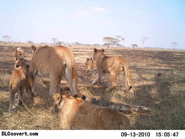 Селфи животных в проекте Snapshot Serengeti