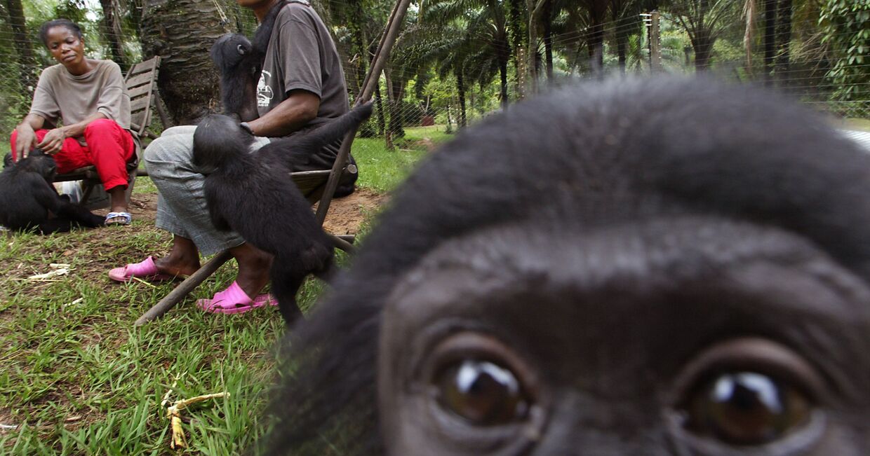 Детеныши бонобо в заповеднике «Лола Я Бонобо» в Демократической республике Конго