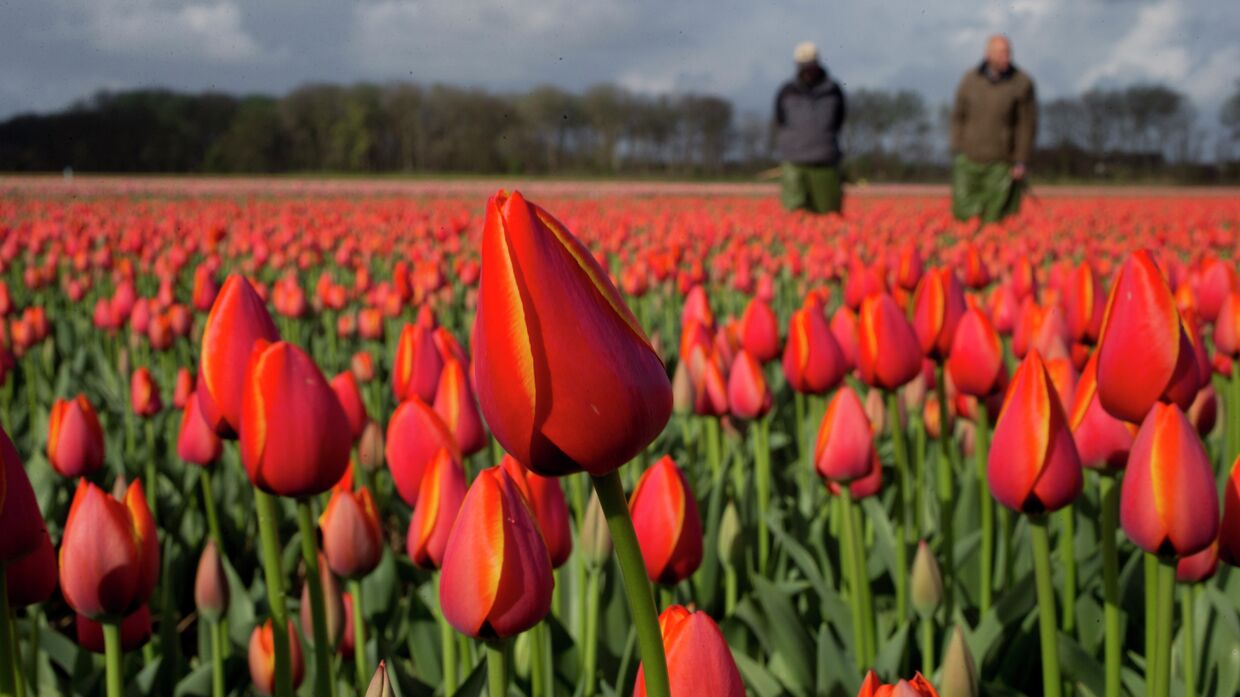 Голландские фермеры на цветочном поле