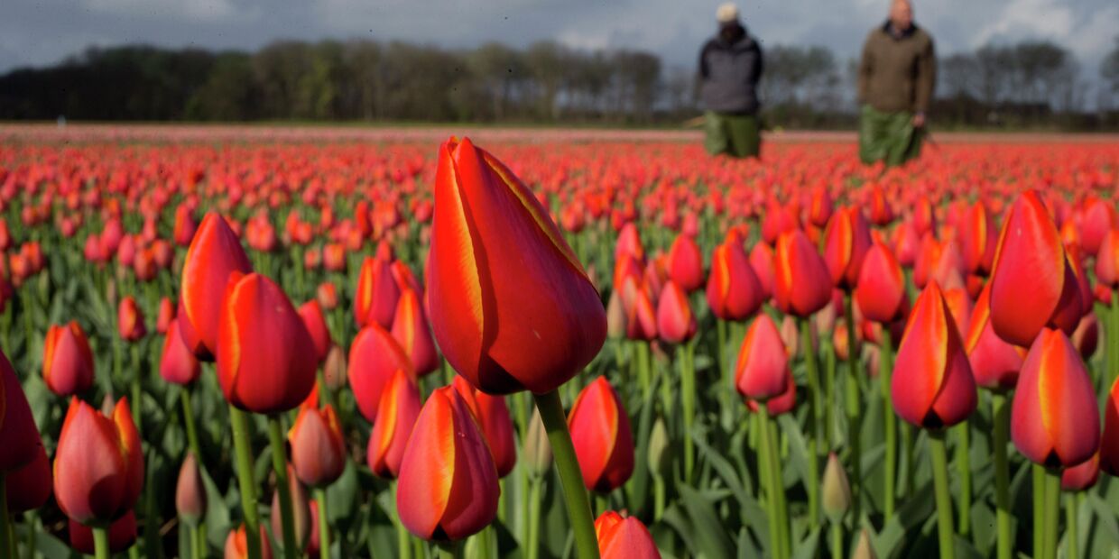 Голландские фермеры на цветочном поле