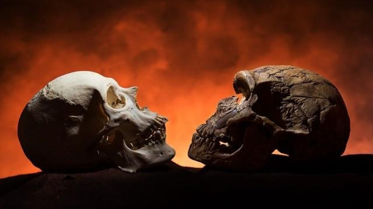 Слева – череп человека, справа – неандертальца