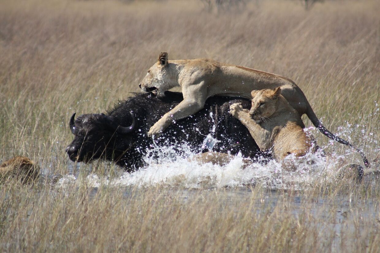 Львы нападают на черного буйвола