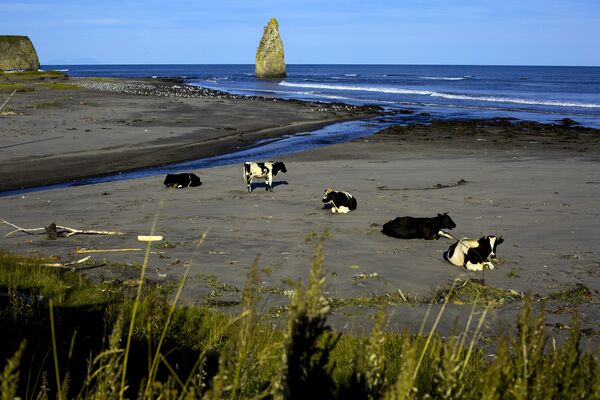 Коровы на пляже в Южно-Курильске