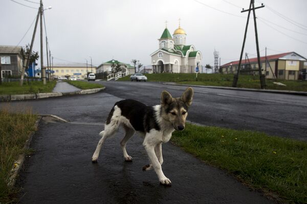Бродячая собака на фоне строящейся церкви в Южно-Курильске