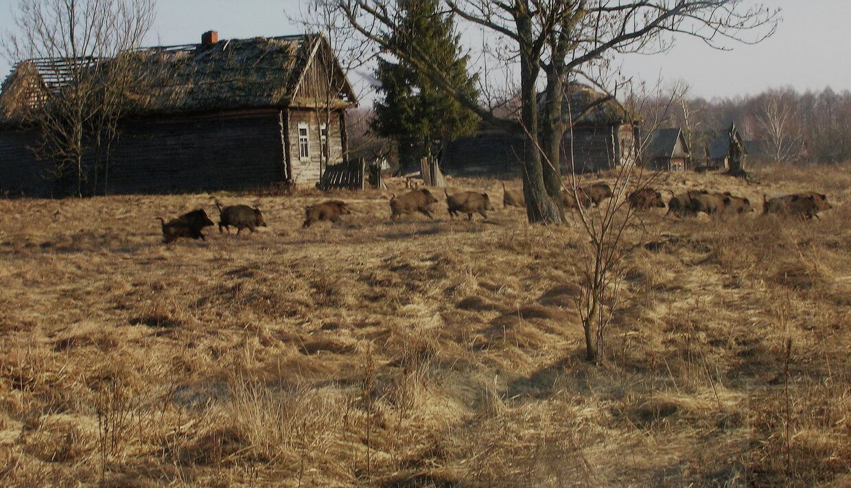 Кабаны на территории зоны отчуждения вокруг Чернобыльской АЭС