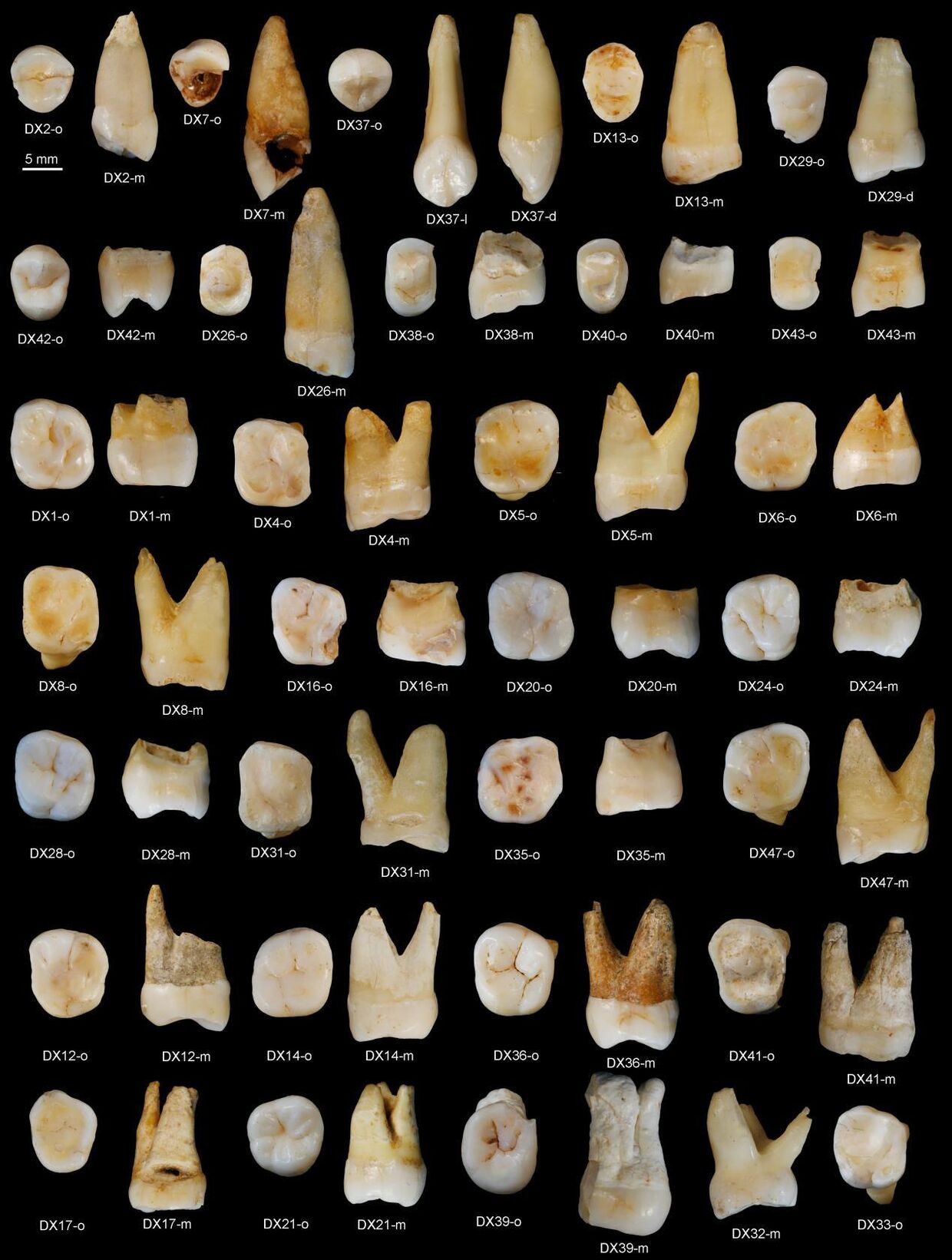 Зубы, найденные в пещере Фуянь в китайской провинции Хунань