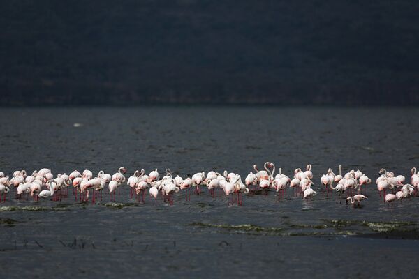 Национальный парк Озеро Накуру в Кении