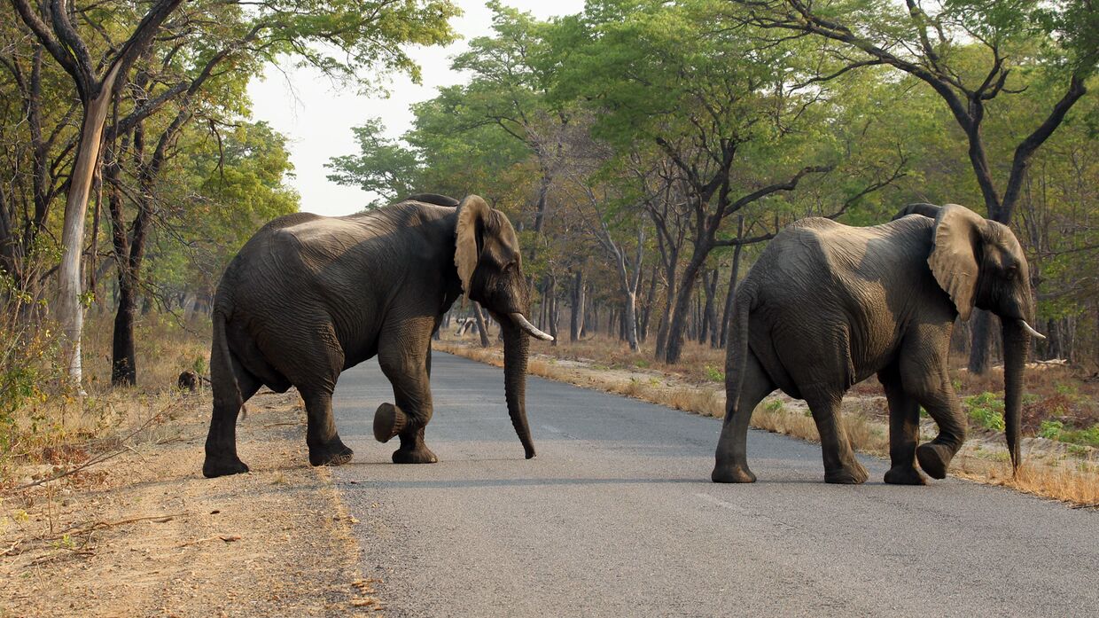 Слоны в парке дикой природы Хванге в Зимбабве