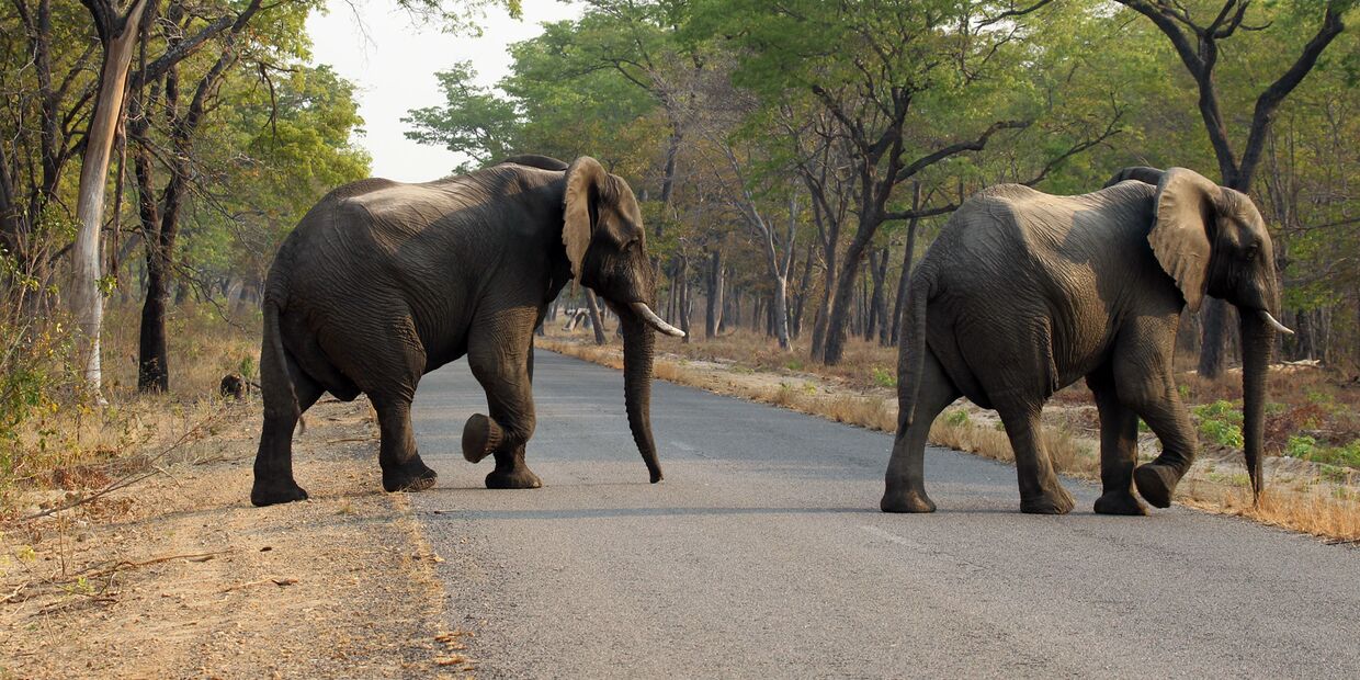 Слоны в парке дикой природы Хванге в Зимбабве