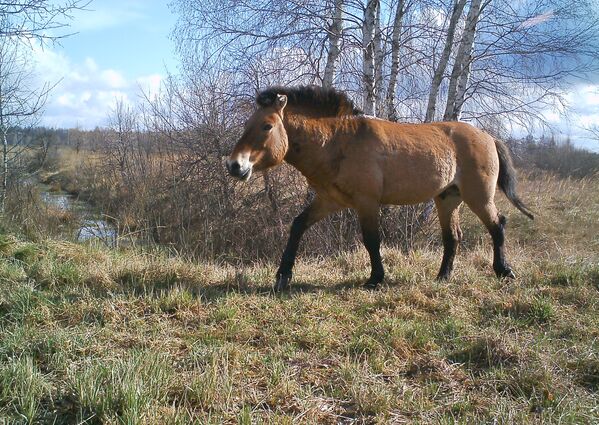 Лошадь Пржевальского в Чернобыльской зоне отчуждения