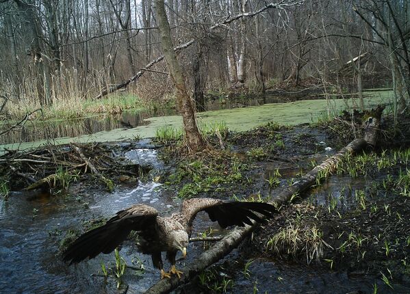 Орлан-белохвост в Чернобыльской зоне отчуждения