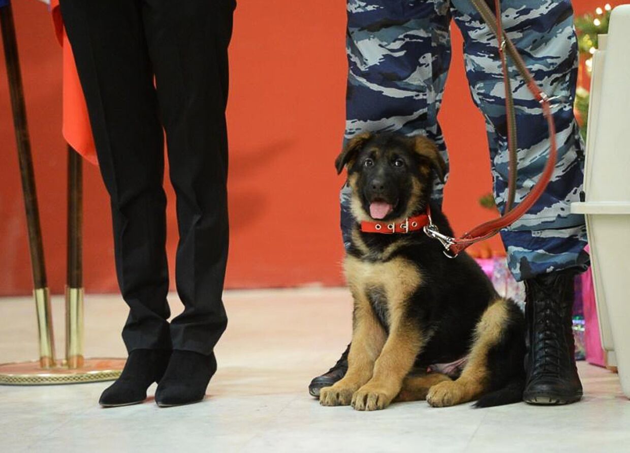 Торжественная передача в дар французской полиции щенка Добрыни
