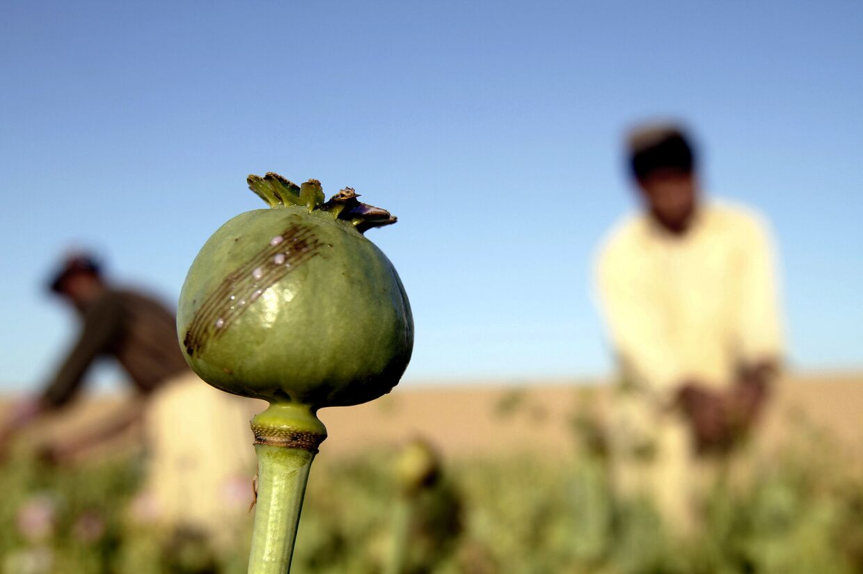Сбор урожая на поле опиумного мака в провинции Кандагар, Афганистан
