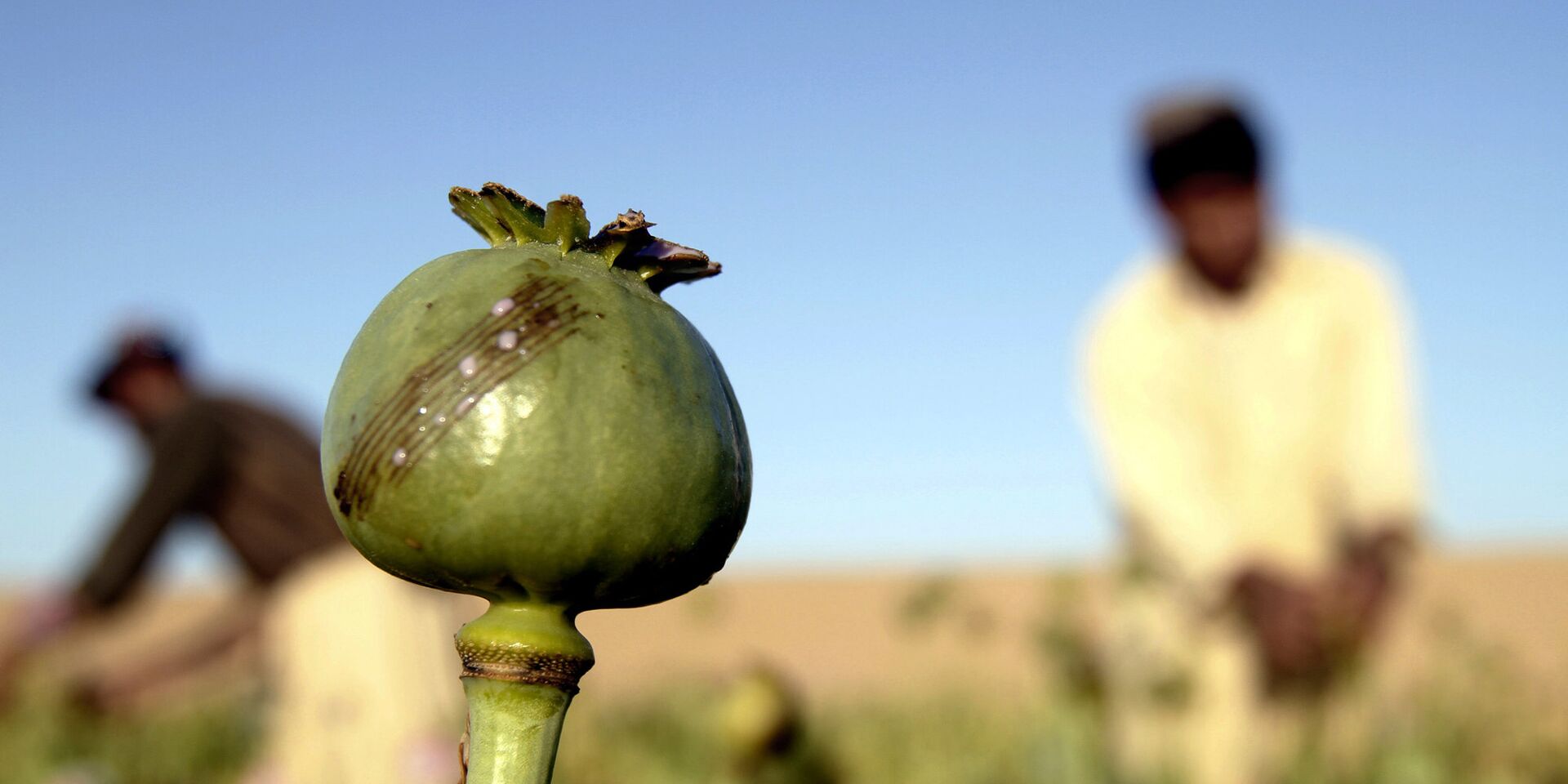 Сбор урожая на поле опиумного мака в провинции Кандагар, Афганистан - ИноСМИ, 1920, 14.05.2021