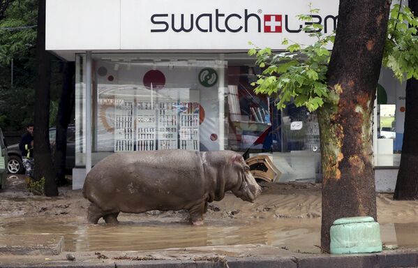 Гиппопотам, сбежавший из зоопарка Тбилиси во время наводнения