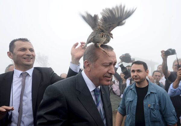 Рябчик на голове у президента Турции Реджепа Тайипа Эрдогана