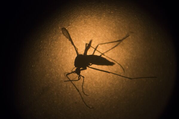Комар вида Aedes aegypti под микроскопом в институте Фиокруз, город Ресифи, Бразилия