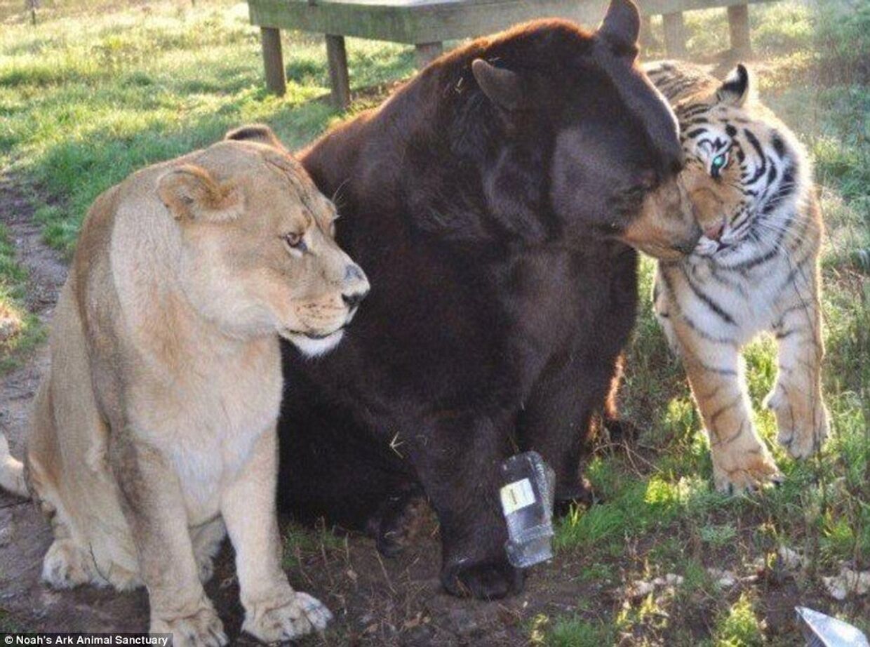 Медведь Балу, лев Лео и тигр Шерхану в приюте для животных «Noahs Ark» в штате Джорджия