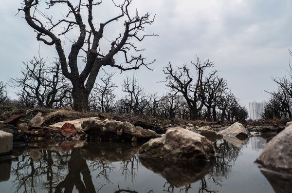 Опытные поля Тимирязевской Академии Опытные поля Тимирязевской Академии