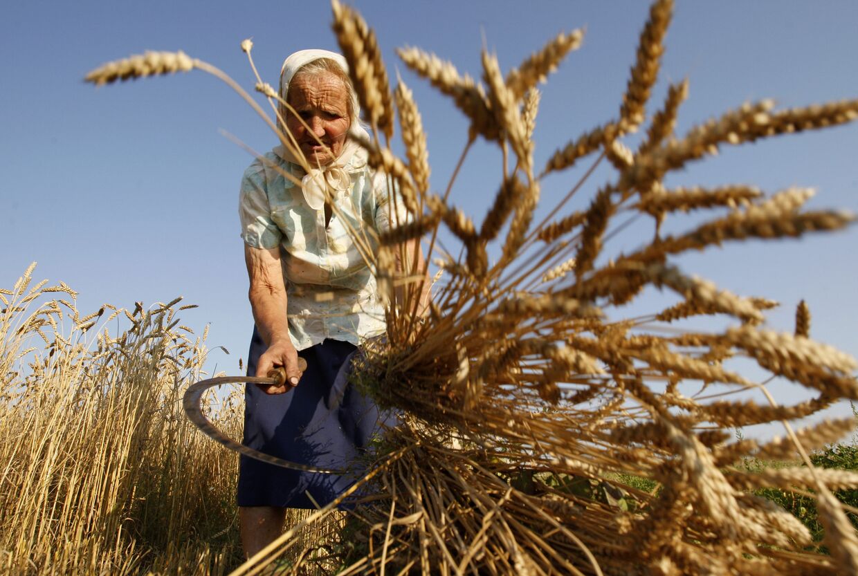 Женщина косит пшеницу серпом в поле возле деревни Даниловичи Гродненской области