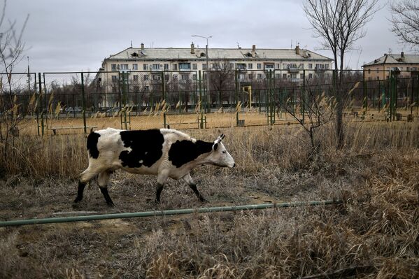 Корова в городе Байконур в Казахстане
