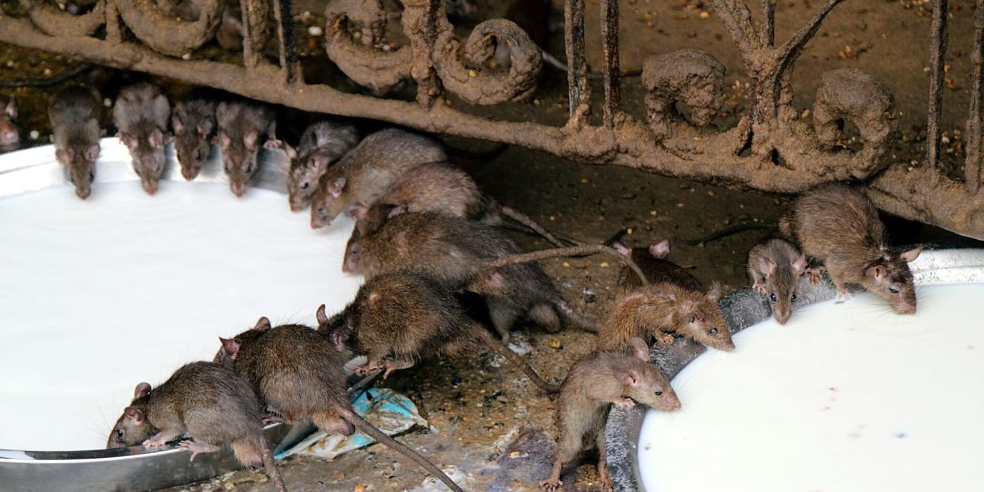 Крысы в храме Карни Мата - ИноСМИ, 1920, 27.11.2023