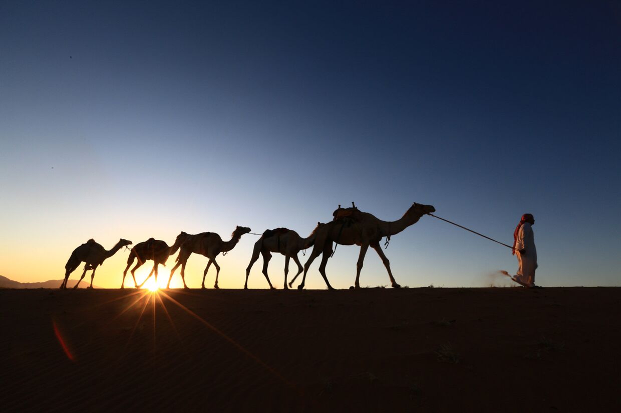 Житель города Табук ведет верблюдов по пустыне