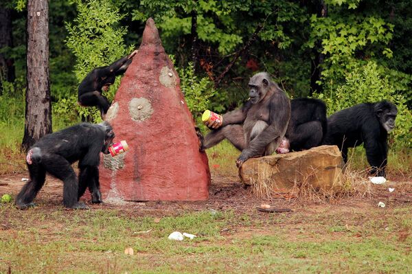 Шимпанзе возле терминтника Шимпанзе возле терминтника