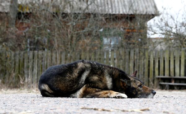 Собака возле дома местного жителя зоны отчуждения Чернобыльской АЭС