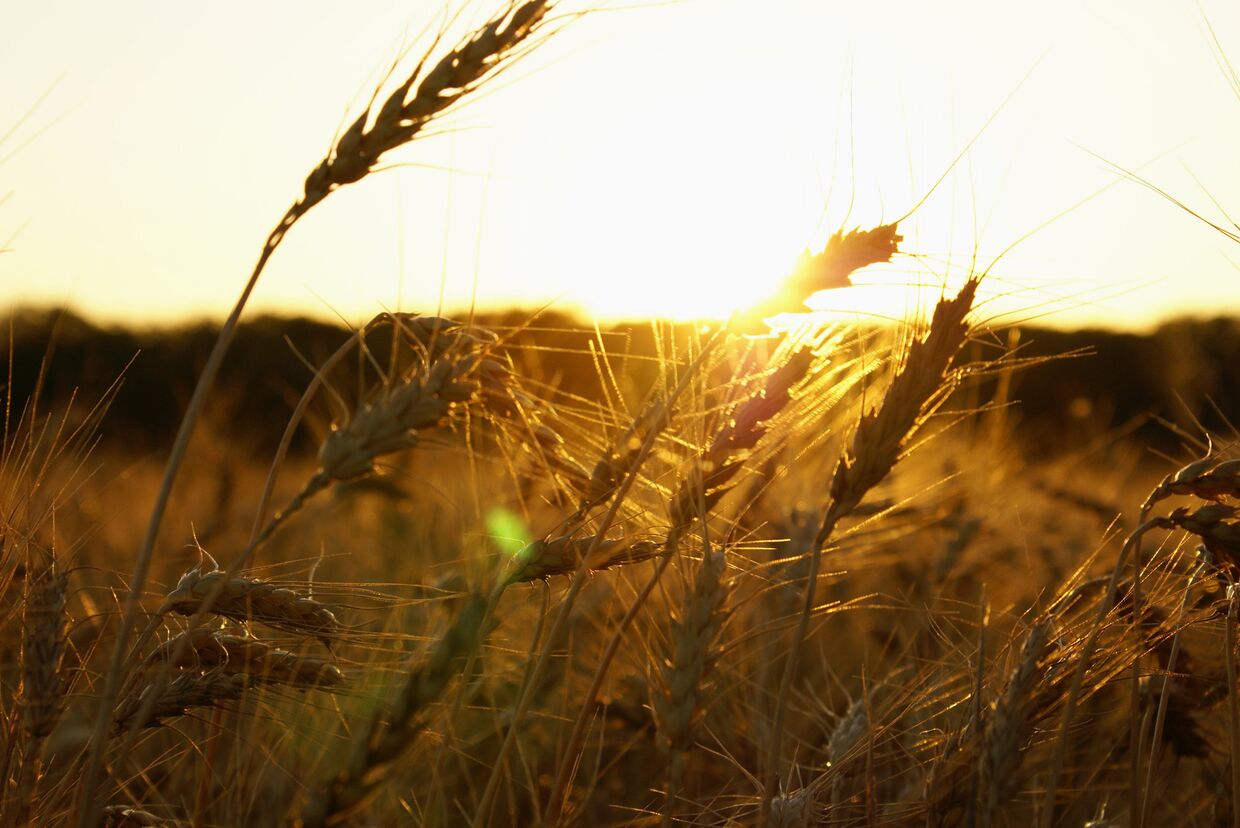 Пшеница в Канзасе